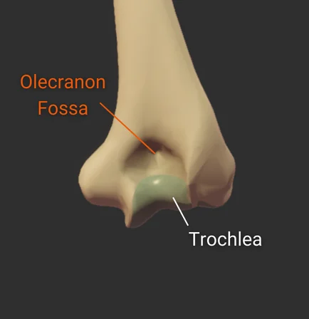 Olecranon Fossa - posterior - isolated